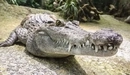 Картинка: Зубастый крокодил.