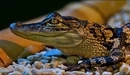 Image: Crocodile on the rocks