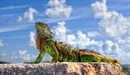 Image: Iguana looks up