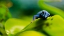 Картинка: Голубой геккон на краешке листа.