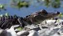 Картинка: Детеныш крокодила греется на камнях