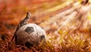 Картинка: Ящерица сидит на футбольном мяче.