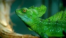 Картинка: Зелёная ящерица василиск