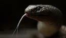 Картинка: Голова змеи и её язык.