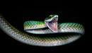 Картинка: Зелёная змея раскрыла пасть