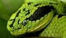 Image: The green snake.