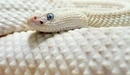 Картинка: Белая чешуйчатая змея