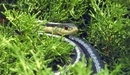 Картинка: Змея в травяных ветках