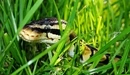 Картинка: Змея притаилась в траве