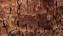 Image: The bark of the tree