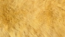 Картинка: Мех желтоватого оттенка