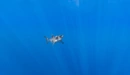 Картинка: Акула в солнечных бликах в океане.