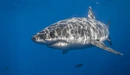 Image: Sea predator - the Shark.