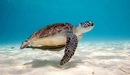 Картинка: Зелёная морская черепаха.
