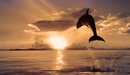 Картинка: Прыжок дельфина на закате солнца.