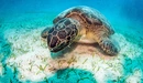 Картинка: Морская черепаха на песчаном дне