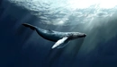Картинка: Горбатый кит млекопитающее семейства полосатиковых китов.