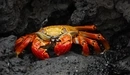 Image: Of lurking crab.