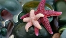 Image: Beautiful starfish.
