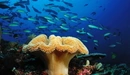 Картинка: Морской гриб в подводном мире.