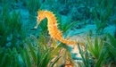 Картинка: Морской конёк среди водорослей.