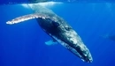 Картинка: Горбатый кит ныряет с ударом хвоста по поверхности воды.