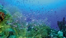Картинка: Коралловый риф и косяк рыб в океане