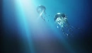 Картинка: Путешествие медуз