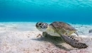 Картинка: Черепаха на морском дне
