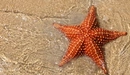 Image: Starfish lying on the shore bathed by the water.