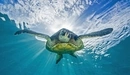 Картинка: Морская черепаха плавает на поверхности воды.