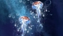 Картинка: Подводные медузы.