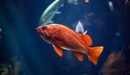 Картинка: Рыба под водой