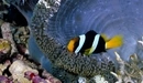 Image: Clown fish near sea anemones.