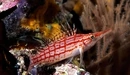 Image: Beautiful red and white fish.