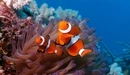 Картинка: Две рыбки клоун возле кораллов на морском дне.