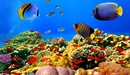 Картинка: Рыбки на дне океана