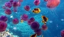 Картинка: Рыбки и медузы в океане.
