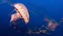 Картинка: Красивая медуза в синем океане.
