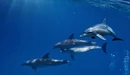 Картинка: Стая дельфинов под водой