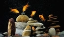 Картинка: Пять золотых рыбок плавают среди камней.