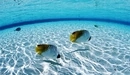 Image: Fish on the sea bottom in crystal clear water.