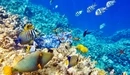 Картинка: Подводные обитатели коралловых рифов.