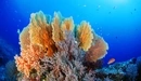 Image: Small fish swim near coral