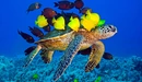 Image: A sea turtle swims with zebrasoma.