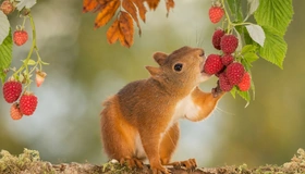 Картинка: Белка, ягоды, малина, еда, ест, ветки, листья