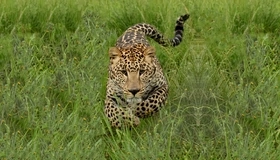 Картинка: Кошка, леопард, хищник, трава, бежит, пятнистый