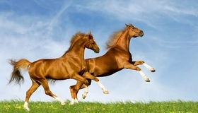 Картинка: Лошади, кони, пара, грива, блеск, копыта, трава, одуванчики, зелёная, небо, облака, скачут, лето