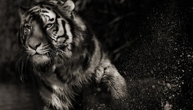 Картинка: Тигр, полосатый, хищник, тень, вода, брызги, чёрно-белый фон