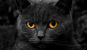 Картинка: Кот, черный, глаза, взгляд, усы, шерсть, морда